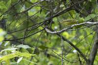 Euphonia laniirostris image