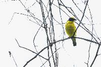 Euphonia laniirostris image