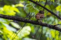 Glaucidium peruanum image