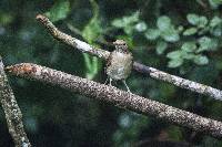 Turdus maculirostris image