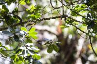 Vireo leucophrys image