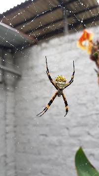 Argiope argentata image