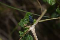 Lampsophorus ecuadoriensis image