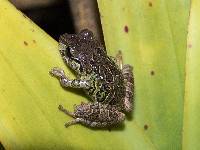 Pristimantis versicolor image