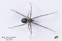 Steatoda grossa image