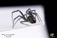 Steatoda grossa image