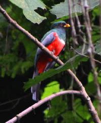 Trogon melanurus image