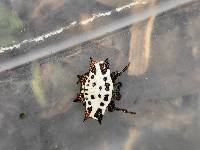 Gasteracantha cancriformis image