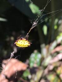 Gasteracantha cancriformis image