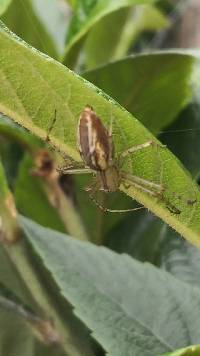 Peucetia rubrolineata image