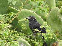 Crotophaga sulcirostris image