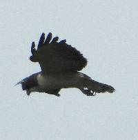 Buteo brachyurus image