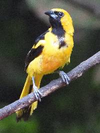 Icterus mesomelas image