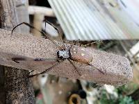 Trichonephila clavipes image