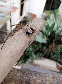 Trichonephila clavipes image