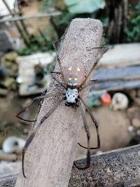 Trichonephila clavipes image