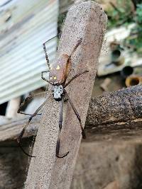 Trichonephila clavipes image