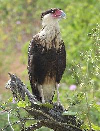 Caracara plancus image