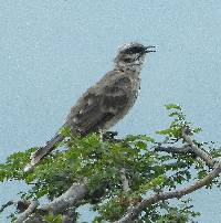 Mimus longicaudatus image