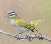 Vireo olivaceus image