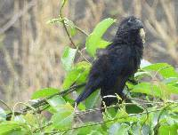 Crotophaga sulcirostris image