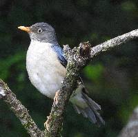 Turdus reevei image