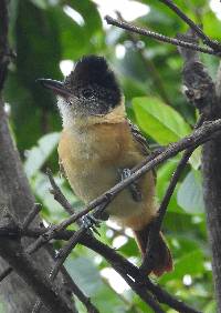 Thamnophilus bernardi image