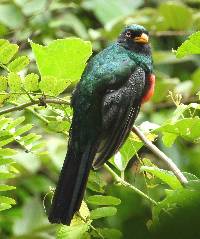 Trogon melanurus image