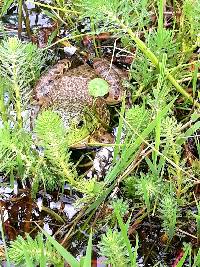 Lithobates catesbeianus image