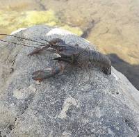 Cherax quadricarinatus image