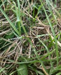 Argiope argentata image