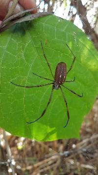 Trichonephila clavipes image