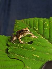 Pristimantis lymani image