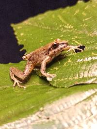 Pristimantis lymani image