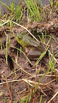 Lithobates catesbeianus image