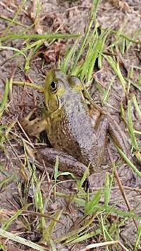 Lithobates catesbeianus image