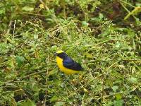 Euphonia laniirostris image