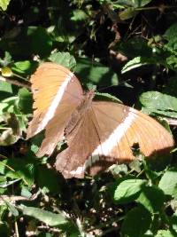 Siproeta epaphus image