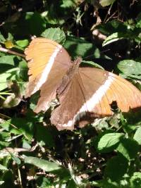 Siproeta epaphus image