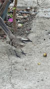 Mimus longicaudatus image