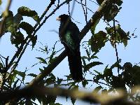 Trogon melanurus image