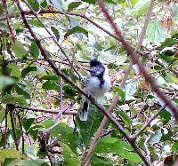 Thamnophilus bernardi image