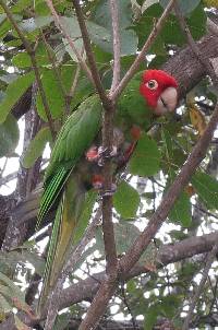 Aratinga erythrogenys image