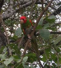 Aratinga erythrogenys image