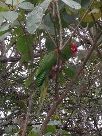 Aratinga erythrogenys image