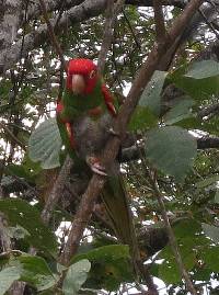 Aratinga erythrogenys image