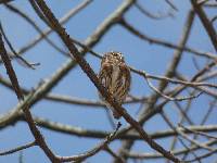 Glaucidium peruanum image