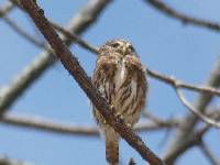 Glaucidium peruanum image