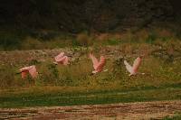 Platalea ajaja image