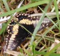 Papilio polyxenes image